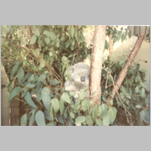 1988-08 - Australia Tour 102 - Koala at Lone Pines.jpg